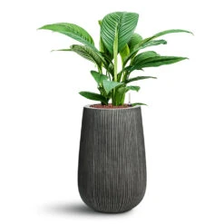 Patt High Ridged Planter - Dark Grey 25 Patt High Ridged Planter - Dark Grey -HORTOLOGY Plants Sale Spathiphyllum Sensation HydroCare in Patt Ridged Vertically 83f28a6d 957b 431e ac79 4b539db229de