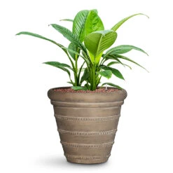 Spathiphyllum Sensation - Peace Lily - HydroCare 21 Spathiphyllum Sensation - Peace Lily - HydroCare -HORTOLOGY Plants Sale Spathiphyllum Sensation HydroCare in Treasure Selena