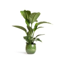 Spathiphyllum Sensation - Peace Lily 17 Spathiphyllum Sensation - Peace Lily -HORTOLOGY Plants Sale Spathiphyllum Sensation Peace Lily 24x110cm Aimee Plant Pot Pear 33x28cm