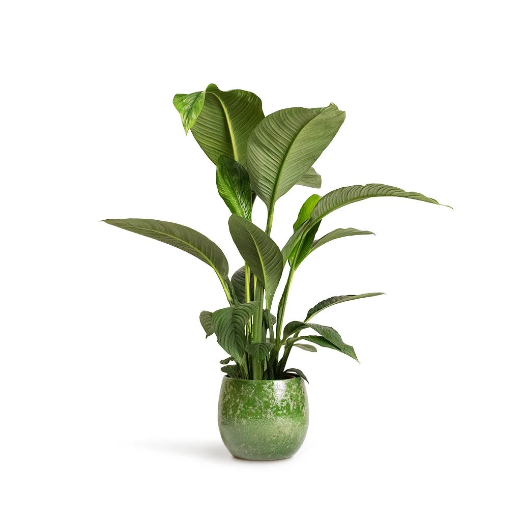 Spathiphyllum Sensation - Peace Lily 8 Spathiphyllum Sensation - Peace Lily - Image 8