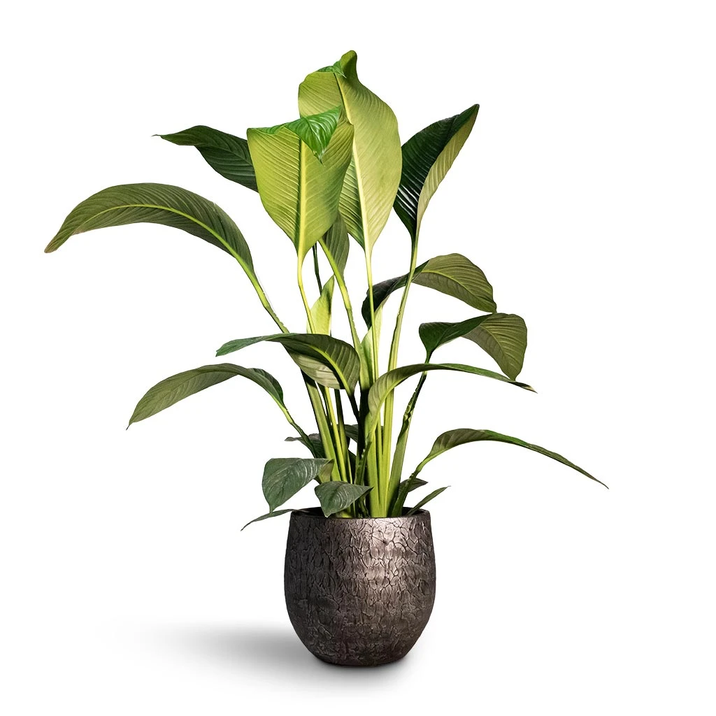 Spathiphyllum Sensation - Peace Lily 9 Spathiphyllum Sensation - Peace Lily - Image 9
