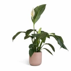 Spathiphyllum Sensation - Peace Lily 16 Spathiphyllum Sensation - Peace Lily -HORTOLOGY Plants Sale Spathiphyllum Sensation Peace Lily 24x120cm Lisbon Plant Pot Pink Clay 26x26cm 8c063182 6057 409c 87e7 9541ed1be840