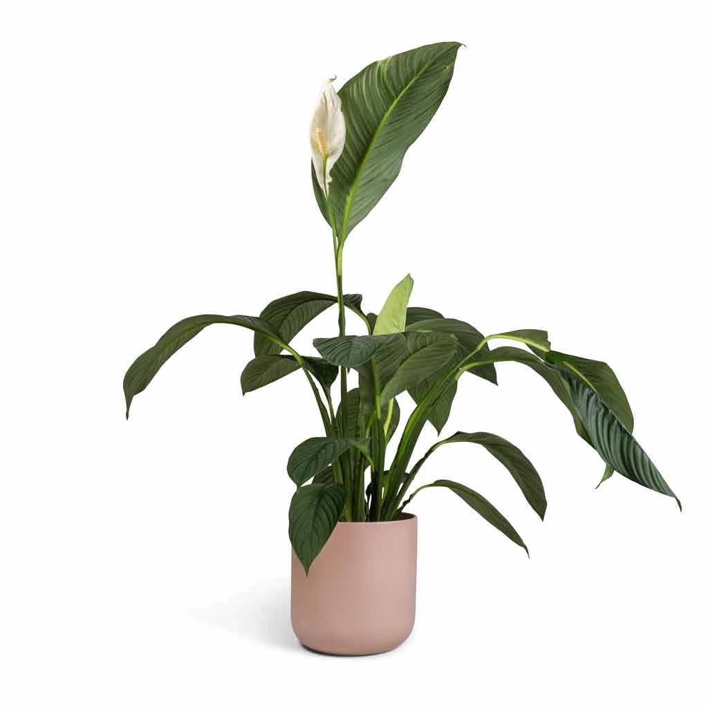Spathiphyllum Sensation - Peace Lily 7 Spathiphyllum Sensation - Peace Lily - Image 7