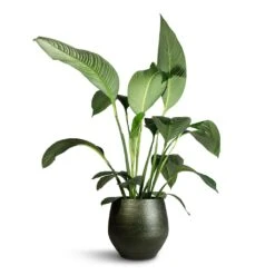 Noor Plant Pot - Velvet Green 22 Noor Plant Pot - Velvet Green -HORTOLOGY Plants Sale Spathiphyllum Sensation Peace Lily 24x120cm Noor Plant Pot Velvet Green 36x36cm af25956f 6811 45f4 8918 40fcc990cdb6
