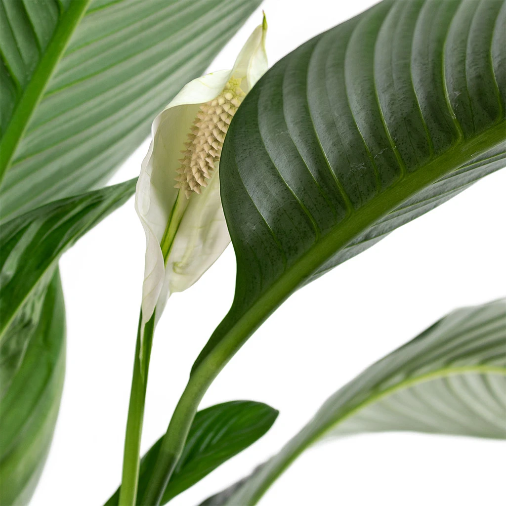 Spathiphyllum Sensation - Peace Lily 2 Spathiphyllum Sensation - Peace Lily - Image 2