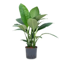 Spathiphyllum Sensation - Peace Lily - HydroCare 15 Spathiphyllum Sensation - Peace Lily - HydroCare -HORTOLOGY Plants Sale Spathiphyllum Sensation Peace Lily HydroCare 22 19x80cm