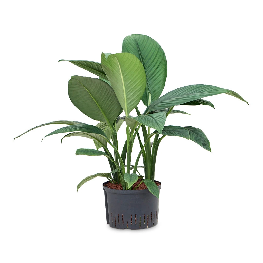 Spathiphyllum Sensation - Peace Lily - HydroCare 6 Spathiphyllum Sensation - Peace Lily - HydroCare - Image 6