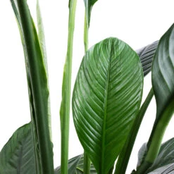 Spathiphyllum Sensation - Peace Lily - HydroCare 14 Spathiphyllum Sensation - Peace Lily - HydroCare -HORTOLOGY Plants Sale Spathiphyllum Sensation Peace Lily SWATCH 2 60d360bf 5eb4 4a62 acce bf1fa52a3484