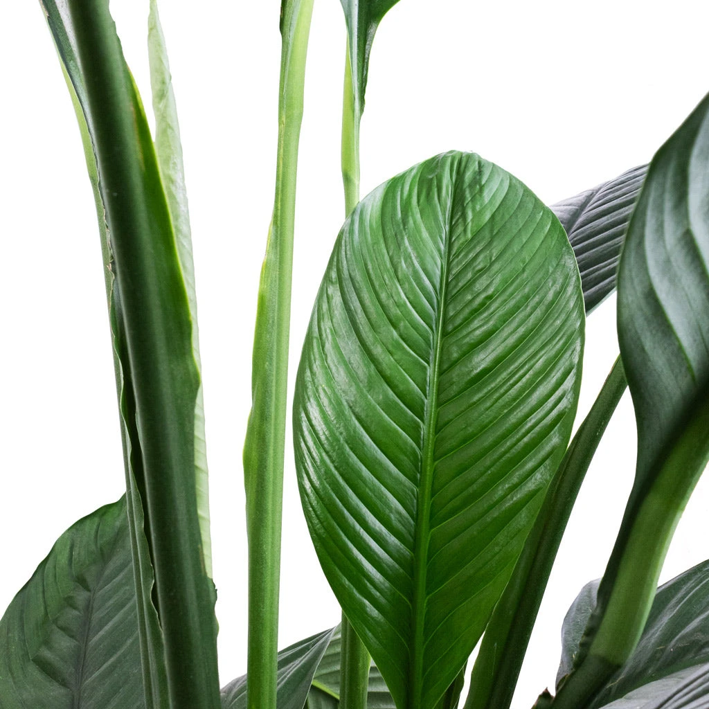 Spathiphyllum Sensation - Peace Lily - HydroCare 3 Spathiphyllum Sensation - Peace Lily - HydroCare - Image 3