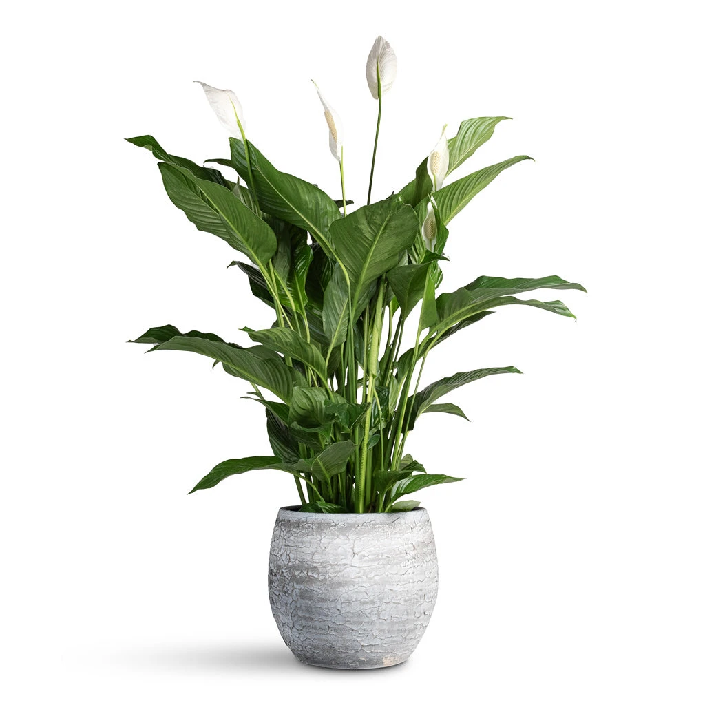 Spathiphyllum Sweet Lauretta - Peace Lily 1 Spathiphyllum Sweet Lauretta - Peace Lily