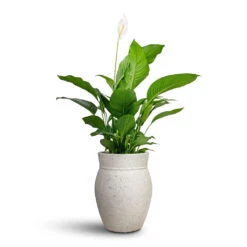 Spathiphyllum Sweet Lauretta - Peace Lily 15 Spathiphyllum Sweet Lauretta - Peace Lily -HORTOLOGY Plants Sale Spathiphyllum Sweet Lauretta Peace Lily 24x90cm Apollo Mediterranean Planter Chalk White 38.5x47cm 1