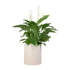 Spathiphyllum Sweet Lauretta - Peace Lily 20 Spathiphyllum Sweet Lauretta - Peace Lily -HORTOLOGY Plants Sale Spathiphyllum Sweet Lauretta Peace Lily 24x90cm Max Refined Planter Natural White 29x29.5cm