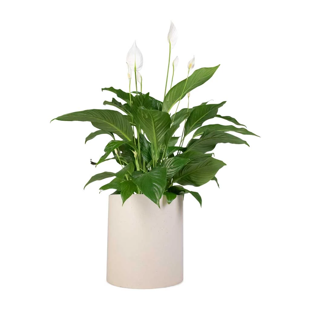 Spathiphyllum Sweet Lauretta - Peace Lily 10 Spathiphyllum Sweet Lauretta - Peace Lily - Image 10