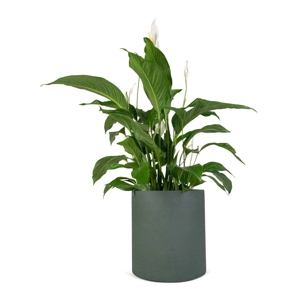 Spathiphyllum Sweet Lauretta - Peace Lily 9 Spathiphyllum Sweet Lauretta - Peace Lily - Image 9
