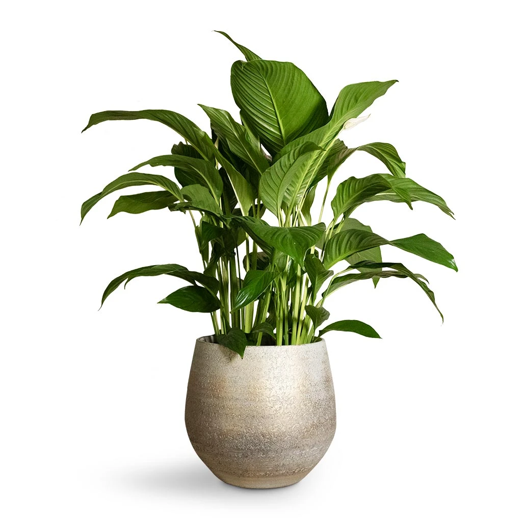Spathiphyllum Sweet Lauretta - Peace Lily 7 Spathiphyllum Sweet Lauretta - Peace Lily - Image 7