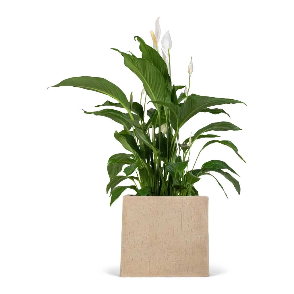 Spathiphyllum Sweet Lauretta - Peace Lily 6 Spathiphyllum Sweet Lauretta - Peace Lily - Image 6