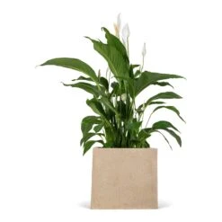 Raindrop Cube Planter - Stone -HORTOLOGY Plants Sale Spathiphyllum Sweet Lauretta Peace Lily 24x90cm Raindrop Cube Planter Stone 30x30x27cm 9676e8c7 85ca 4e31 9f7c dbced749a172