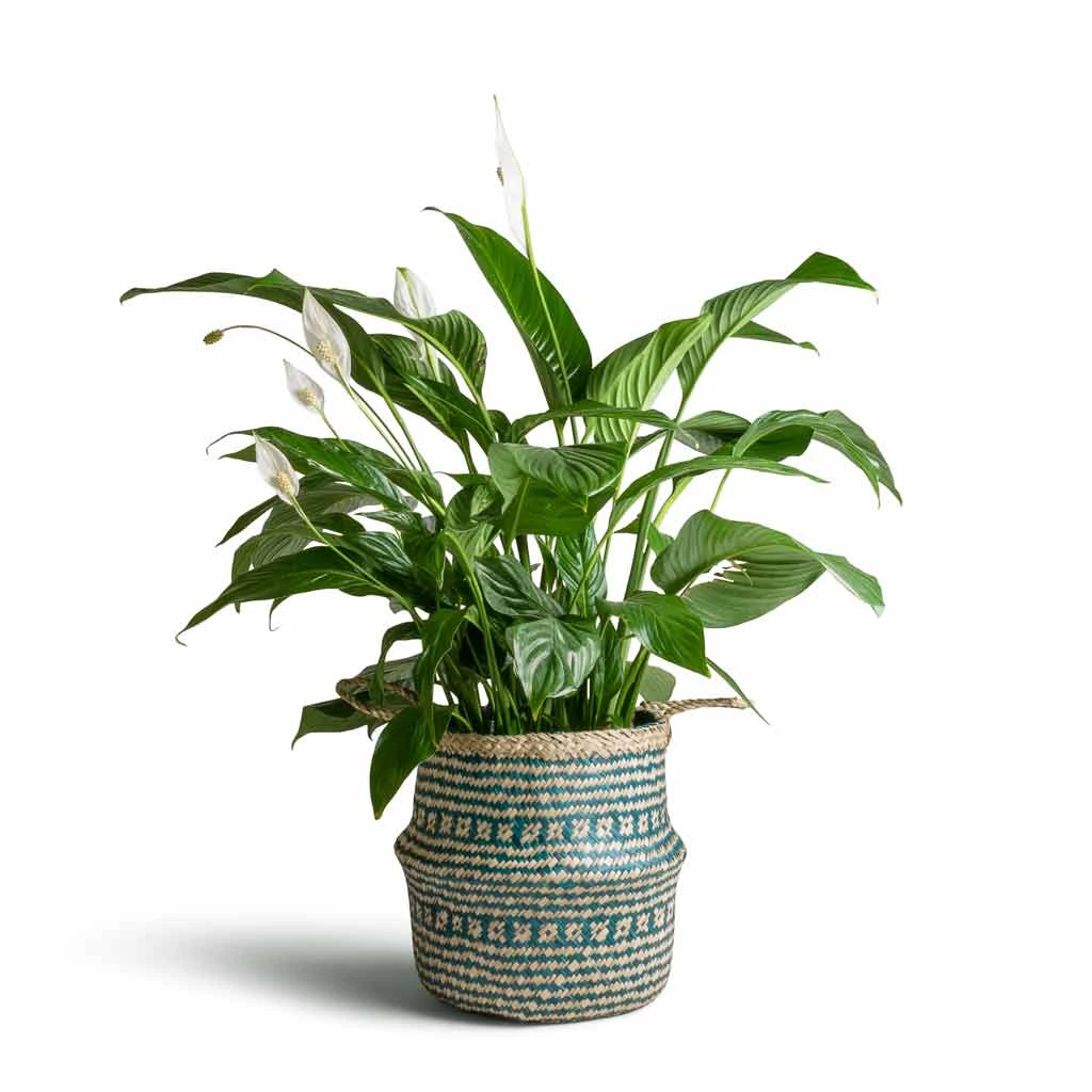Spathiphyllum Sweet Lauretta - Peace Lily 2 Spathiphyllum Sweet Lauretta - Peace Lily - Image 2
