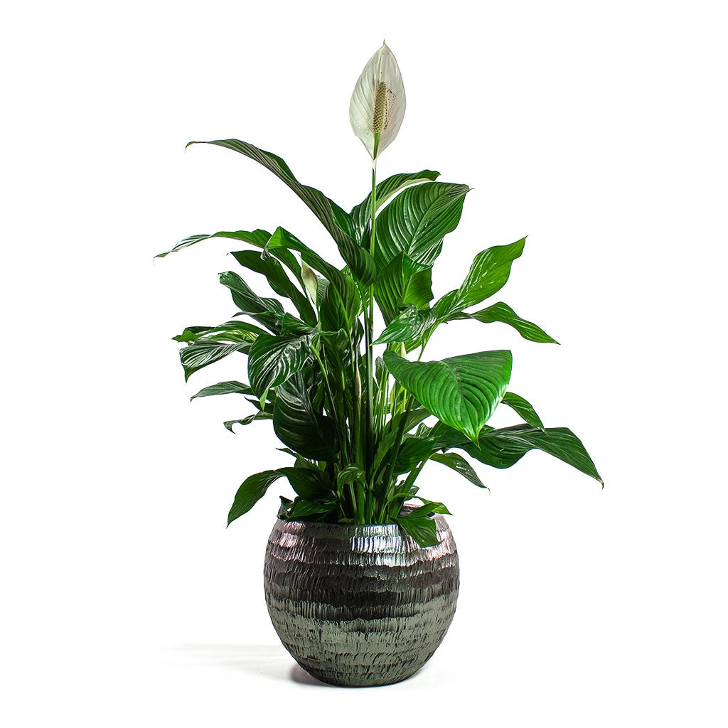 Spathiphyllum Sweet Lauretta - Peace Lily 8 Spathiphyllum Sweet Lauretta - Peace Lily - Image 8