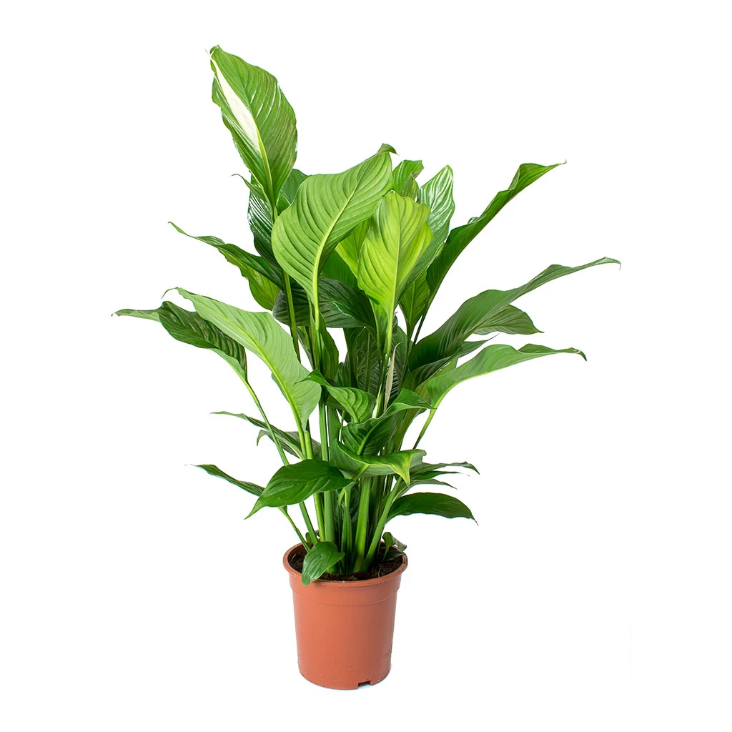 Spathiphyllum Sweet Lauretta - Peace Lily 4 Spathiphyllum Sweet Lauretta - Peace Lily - Image 4