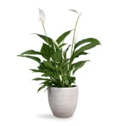 Spathiphyllum Vivaldi - Peace Lily 20 Spathiphyllum Vivaldi - Peace Lily -HORTOLOGY Plants Sale Spathiphyllum Vivaldi Peace Lily 17x70cm Angle Couple Plant Pot White 24x23cm 3e0a5422 ce42 411d 9564 bfcd773153d3