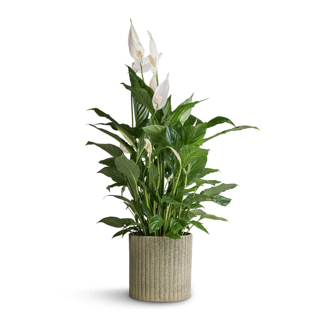 Spathiphyllum Vivaldi - Peace Lily 1 Spathiphyllum Vivaldi - Peace Lily