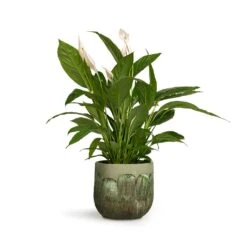 Spathiphyllum Vivaldi - Peace Lily 17 Spathiphyllum Vivaldi - Peace Lily -HORTOLOGY Plants Sale Spathiphyllum Vivaldi Peace Lily 17x70cm Moon Plant Pot Jungle 23x20cm 14987519 ba88 43dd 8c31 f2c799d92dbd