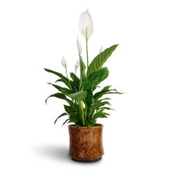 Nolan Plant Pot - Caramel 28 Nolan Plant Pot - Caramel -HORTOLOGY Plants Sale Spathiphyllum Vivaldi Peace Lily 17x70cm Nolan Plant Pot Caramel 21x20cm 0fc0d339 6500 49d8 943f 5c9794afaab0