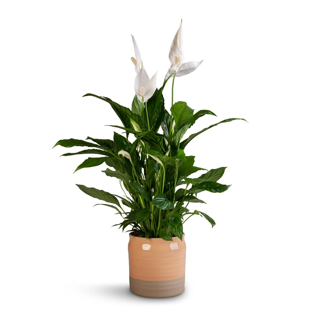 Spathiphyllum Vivaldi - Peace Lily 8 Spathiphyllum Vivaldi - Peace Lily - Image 8