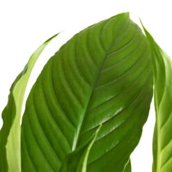 Spathiphyllum Vivaldi - Peace Lily 16 Spathiphyllum Vivaldi - Peace Lily -HORTOLOGY Plants Sale Spathiphyllum Vivaldi Peace Lily 2