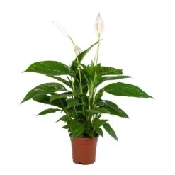 Spathiphyllum Vivaldi - Peace Lily 13 Spathiphyllum Vivaldi - Peace Lily -HORTOLOGY Plants Sale Spathiphyllum Vivaldi Peace Lily