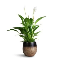 Spathiphyllum Vivaldi - Peace Lily 19 Spathiphyllum Vivaldi - Peace Lily -HORTOLOGY Plants Sale Spathuphyllum Vivaldi Peace Lilly 17x70cm Mya Plant Pot Deep Champagne 22x20cm