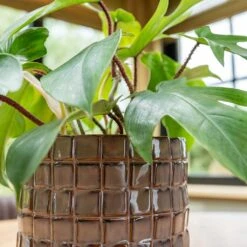 Stian Plant Pot - Lavender Candy 22 Stian Plant Pot - Lavender Candy -HORTOLOGY Plants Sale Stian Deep Lavender 2