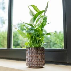 Stian Plant Pot - Lavender Candy 20 Stian Plant Pot - Lavender Candy -HORTOLOGY Plants Sale Stian Deep Lavender 4