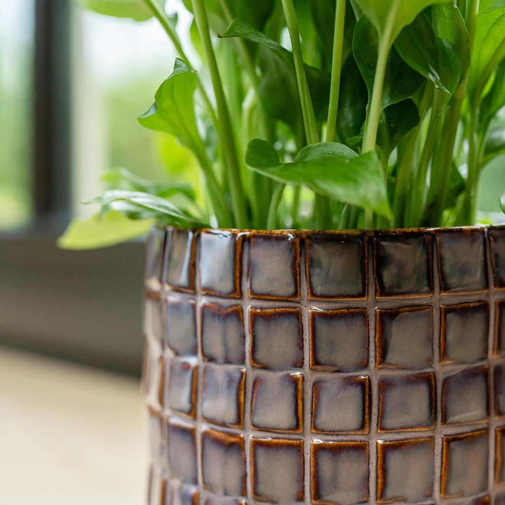 Stian Plant Pot - Lavender Candy 13 Stian Plant Pot - Lavender Candy - Image 13