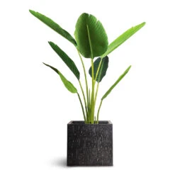 Raindrop Cube Planter - Anthracite -HORTOLOGY Plants Sale Strelitzia Bird of Paradise Artificial 120cm Raindrop Cube Planter Anthracite 30x30x27cm