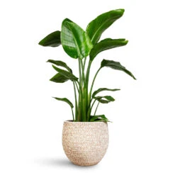 Ostia Plant Pot - Speckled 8 Ostia Plant Pot - Speckled -HORTOLOGY Plants Sale Strelitzia nicolai 21x100cm Ostia Pot Speckled 25x23cm