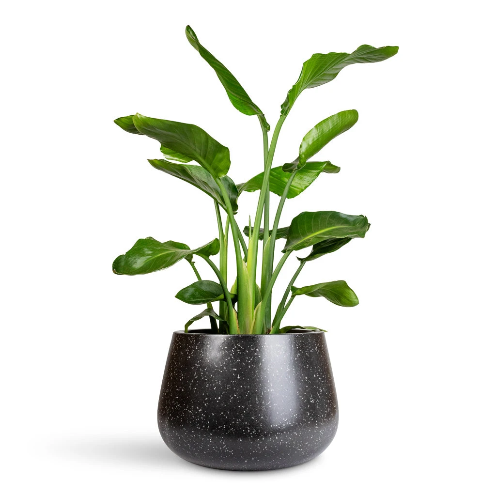 Terrazzo Darcy Planter - Black 3 Terrazzo Darcy Planter - Black - Image 3
