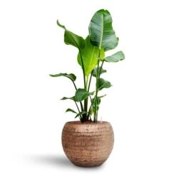 Opus Hammered Globe Planter - Gold -HORTOLOGY Plants Sale Strelitzia nicolai Bird of Paradise Hydroculture 22 19 x 105cm Opus Hammered Globe Planter Gold 41 x 32cm 2d8f23b4 2809 469b aa4b 63b9233be575