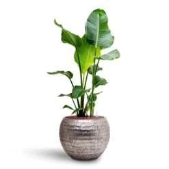 Opus Hammered Globe Planter - Silver -HORTOLOGY Plants Sale Strelitzia nicolai Bird of Paradise Hydroculture 22 19 x 105cm Opus Hammered Globe Planter Silver 40 x 32cm