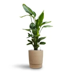 Chao Plant Pot - Concrete -HORTOLOGY Plants Sale Strelitzia nicolai Bird of Paradise Hydroculture 26 25 x 140cm Chao Plant Pot Concrete 27.5 x 31.5cm 00f73198 d1b9 48ee 8c27 58cbceb491d8