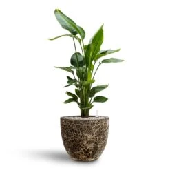 Lava Couple Relic Planter - Black -HORTOLOGY Plants Sale Strelitzia nicolai Bird of Paradise Hydroculture 26 25 x 140cm Lava Couple Relic Planter Black 37 x 34cm 7913072b 904a 4688 8948 346b2115b336