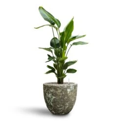 Lava Couple Relic Planter - Jade 28 Lava Couple Relic Planter - Jade -HORTOLOGY Plants Sale Strelitzia nicolai Bird of Paradise Hydroculture 26 25 x 140cm Lava Couple Relic Planter Jade 36 x 34cm d1d9c603 661e 46a4 877e 4453f9ec3597