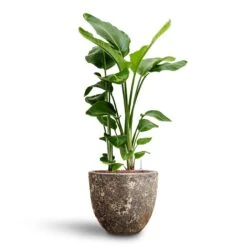 Lava Couple Relic Planter - Rust -HORTOLOGY Plants Sale Strelitzia nicolai Bird of Paradise Hydroculture 26 25 x 140cm Lava Couple Relic Planter Rust 37 x 34cm 89883b79 a2f4 49e0 9560 41a3390baa99