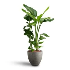 Grigio Egg Pot Planter - Natural Concrete -HORTOLOGY Plants Sale Strelitzia nicolai Bird of Paradise Hydroculture 28 19 x 100cm Grigio Egg Pot Planter Natural Concrete 40 x 36cm a07386ec cb63 4db4 9583 b2f12f0ff838