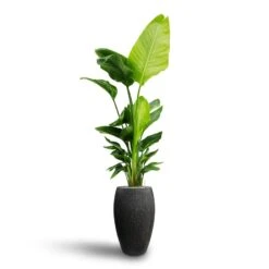 Raindrop Tall Balloon Planter - Anthracite -HORTOLOGY Plants Sale Strelitzia nicolai Bird of Paradise Hydroculture Raindrop Tall Vase Planter Anthracite