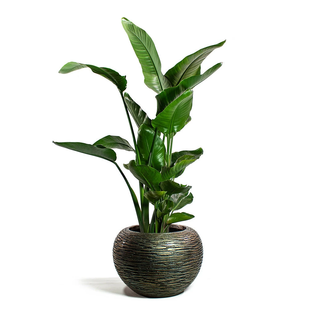 Luxe Lite Wrinkle Globe Planter - Bronze 5 Luxe Lite Wrinkle Globe Planter - Bronze - Image 5