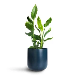 Strelitzia Reginae - Bird Of Paradise -HORTOLOGY Plants Sale Strelitzia reginea 20x70cm Lisbon Pot Navy 26x26cm