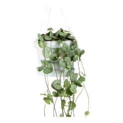 Ceropegia Woodii - String Of Hearts -HORTOLOGY Plants Sale String Of Hearts Ceropegia Woodii