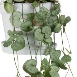 Ceropegia Woodii - String Of Hearts -HORTOLOGY Plants Sale String Of Hearts Ceropegia Woodii Leaves